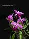 Product image thumbnail 3