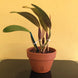 Product image thumbnail 6