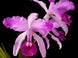 Product image thumbnail 1