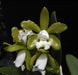 Product image thumbnail 1