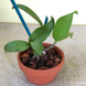 Product image thumbnail 7
