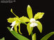 Product image thumbnail 3