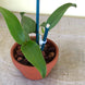 Product image thumbnail 5
