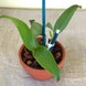 Product image thumbnail 4