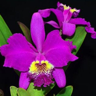 Cattleya lueddemanniana 4N Cattleya La Foresta Orchids 
