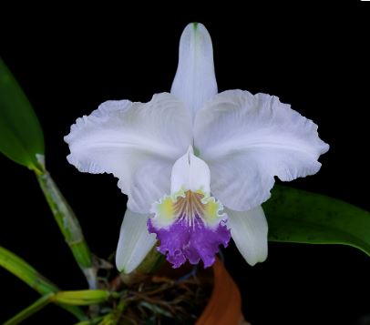 Cattleya lueddemanniana var. coerulea – La Foresta Orchids
