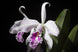 Product image thumbnail 5