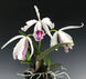 Product image thumbnail 4
