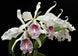 Product image thumbnail 7
