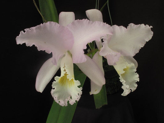 Cattleya mendelii Cattleya La Foresta Orchids var. concolor 'Bucaramanga' 