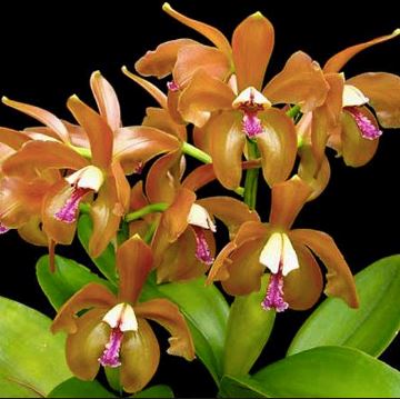 Cattleya porphyroglossa 'Pedro' x 'Tombos' Cattleya La Foresta Orchids 