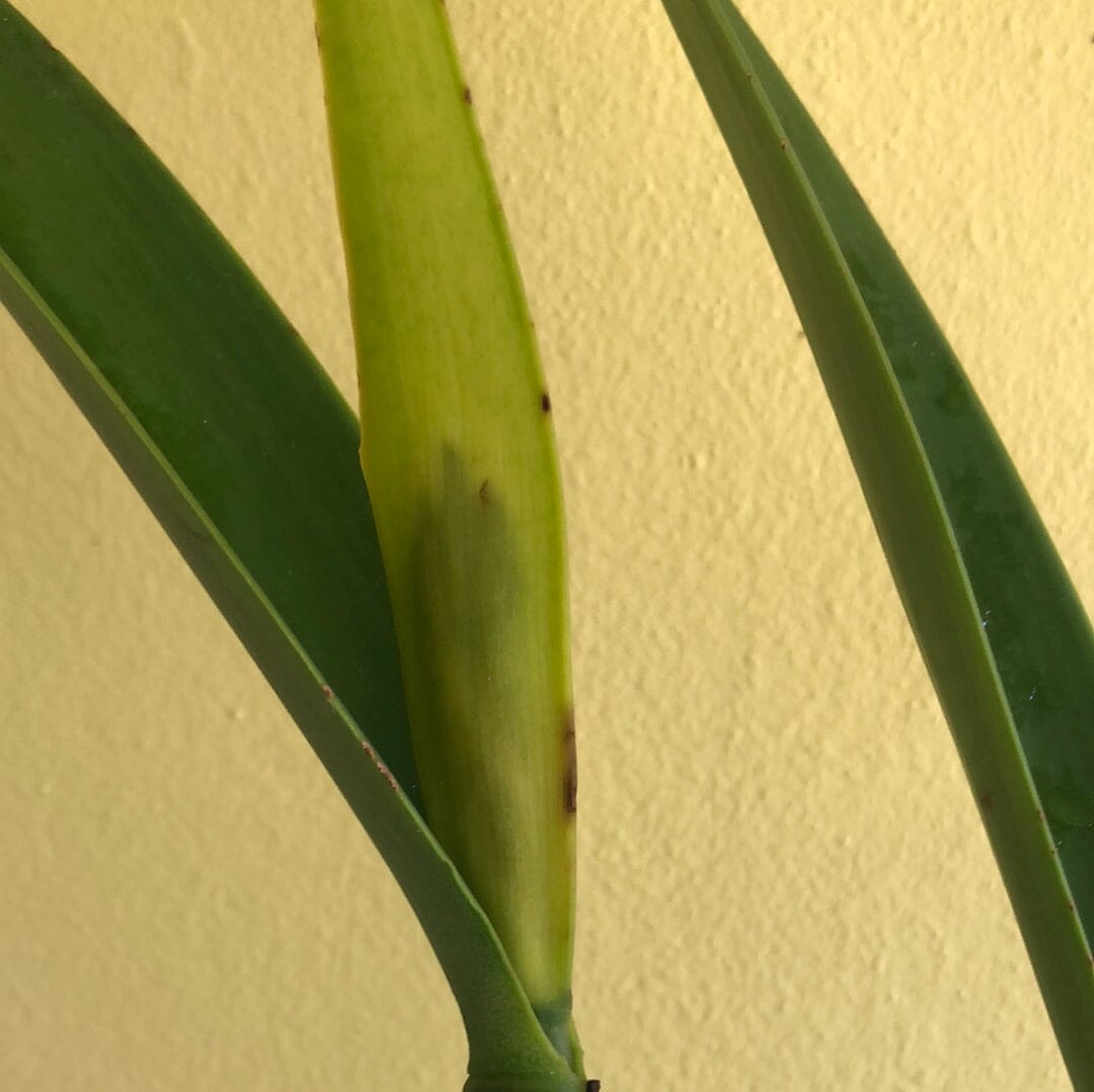 Cattleya purpurata var. coerulea x Cattleya maxima var. coerulea – La ...