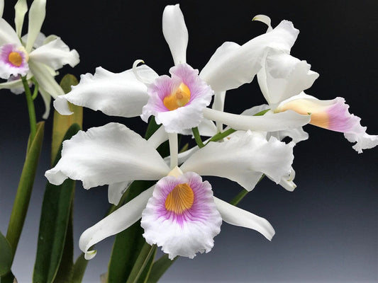 Cattleya purpurata var. russeliana Cattleya La Foresta Orchids 