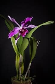 Cattleya purpurata var. sanguinea Cattleya La Foresta Orchids 