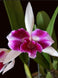 Product image thumbnail 2