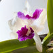 Product image thumbnail 3