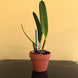 Product image thumbnail 4