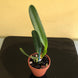 Product image thumbnail 6