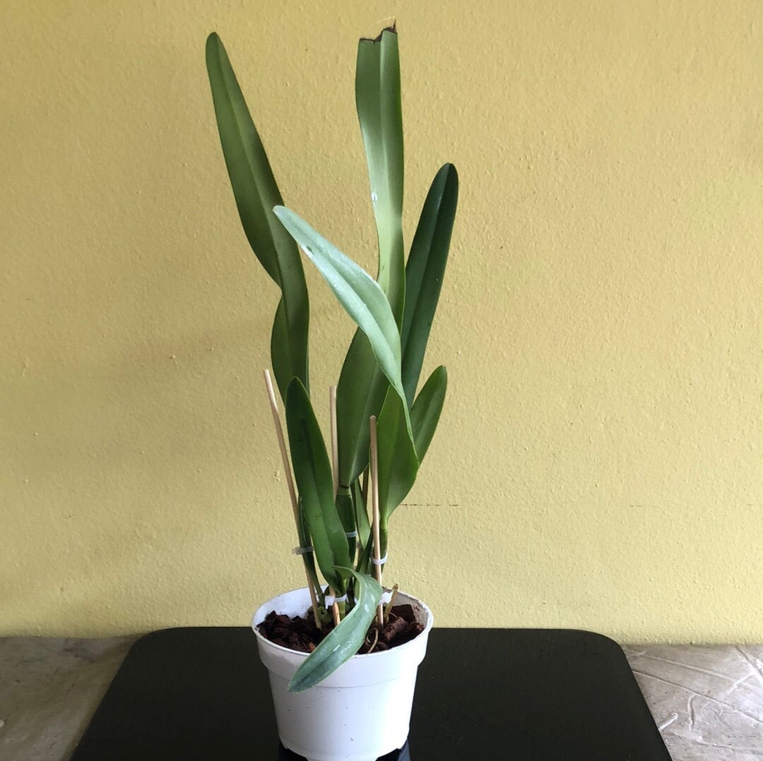 Cattleya rex x Cattleya iricolor – La Foresta Orchids