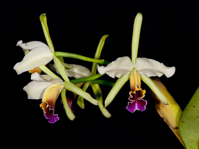 Cattleya rex x Cattleya iricolor – La Foresta Orchids