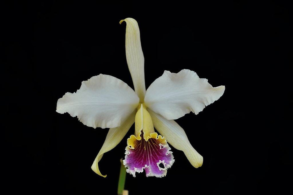 Cattleya rex x Cattleya iricolor – La Foresta Orchids