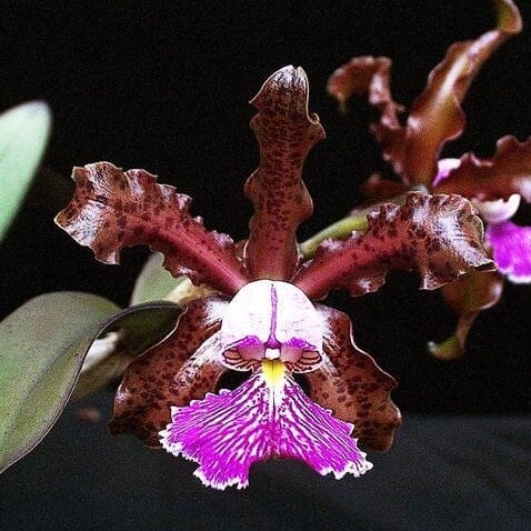 Cattleya schilleriana Cattleya La Foresta Orchids 