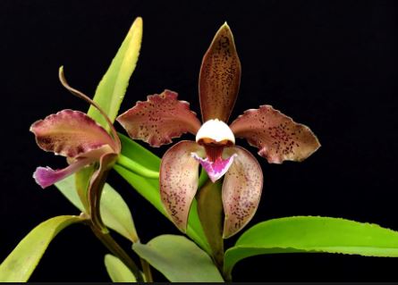 Cattleya schofieldiana 'Gu' x 'Ano Nuovo' Cattleya La Foresta Orchids 