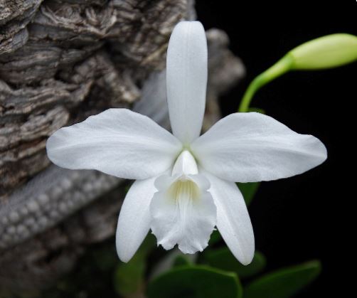 Cattleya sincorana var. alba ‘Star Chamber’ Cattleya La Foresta Orchids 