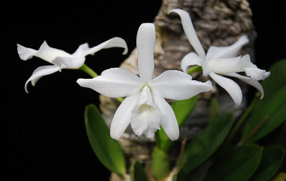 Cattleya sincorana var. alba ‘Star Chamber’ Cattleya La Foresta Orchids 