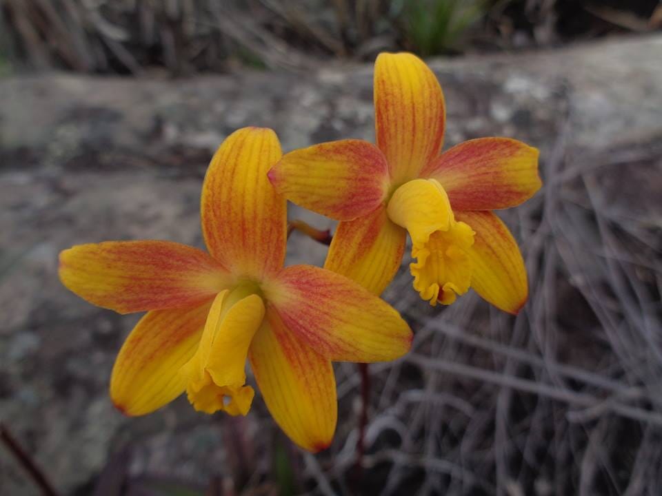 Cattleya tenebrosa var. alba x Cattleya briegeri – La Cattleya tenebrosa var. alba x Cattleya briegeri – La