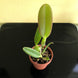 Product image thumbnail 5
