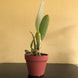 Product image thumbnail 9