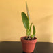 Product image thumbnail 7