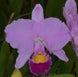 Product image thumbnail 4