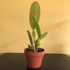Product image thumbnail 8
