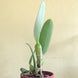 Product image thumbnail 10
