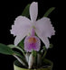 Product image thumbnail 4