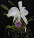 Product image thumbnail 2