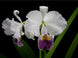 Product image thumbnail 3