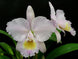 Product image thumbnail 1