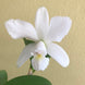 Product image thumbnail 8