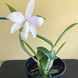 Product image thumbnail 9