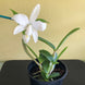 Product image thumbnail 10