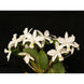 Product image thumbnail 4