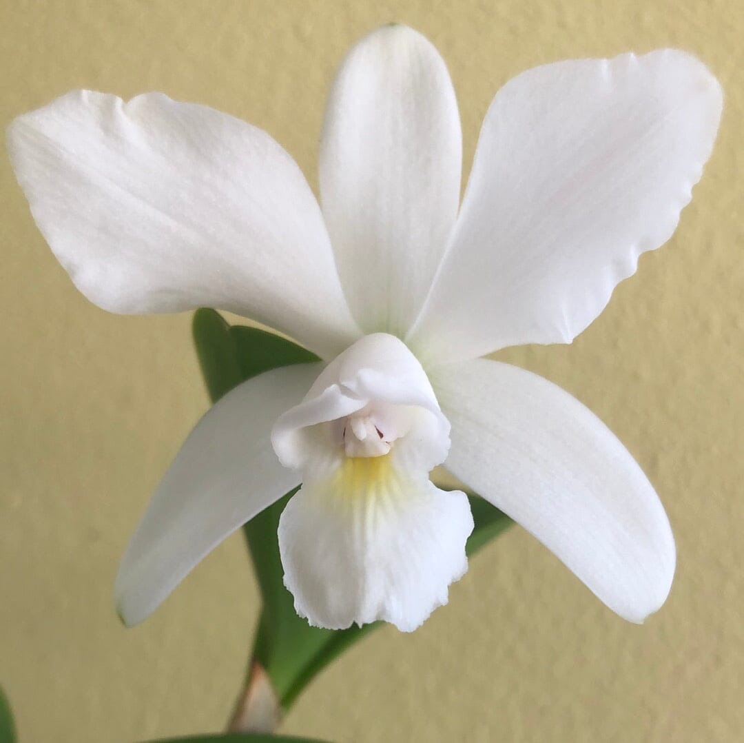 Cattleya violacea var. alba Cattleya La Foresta Orchids 