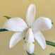 Product image thumbnail 6