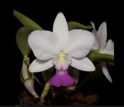 Cattleya walkeriana var. semi alba Cattleya La Foresta Orchids 