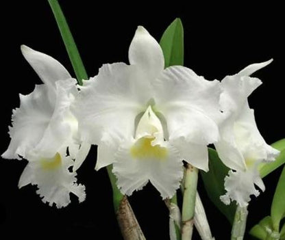Cattleya Eximia (C. warneri frm. semi alba Showoff x C. purpurata El  Supremo)[Example of Virused Cattleya] : r/orchids