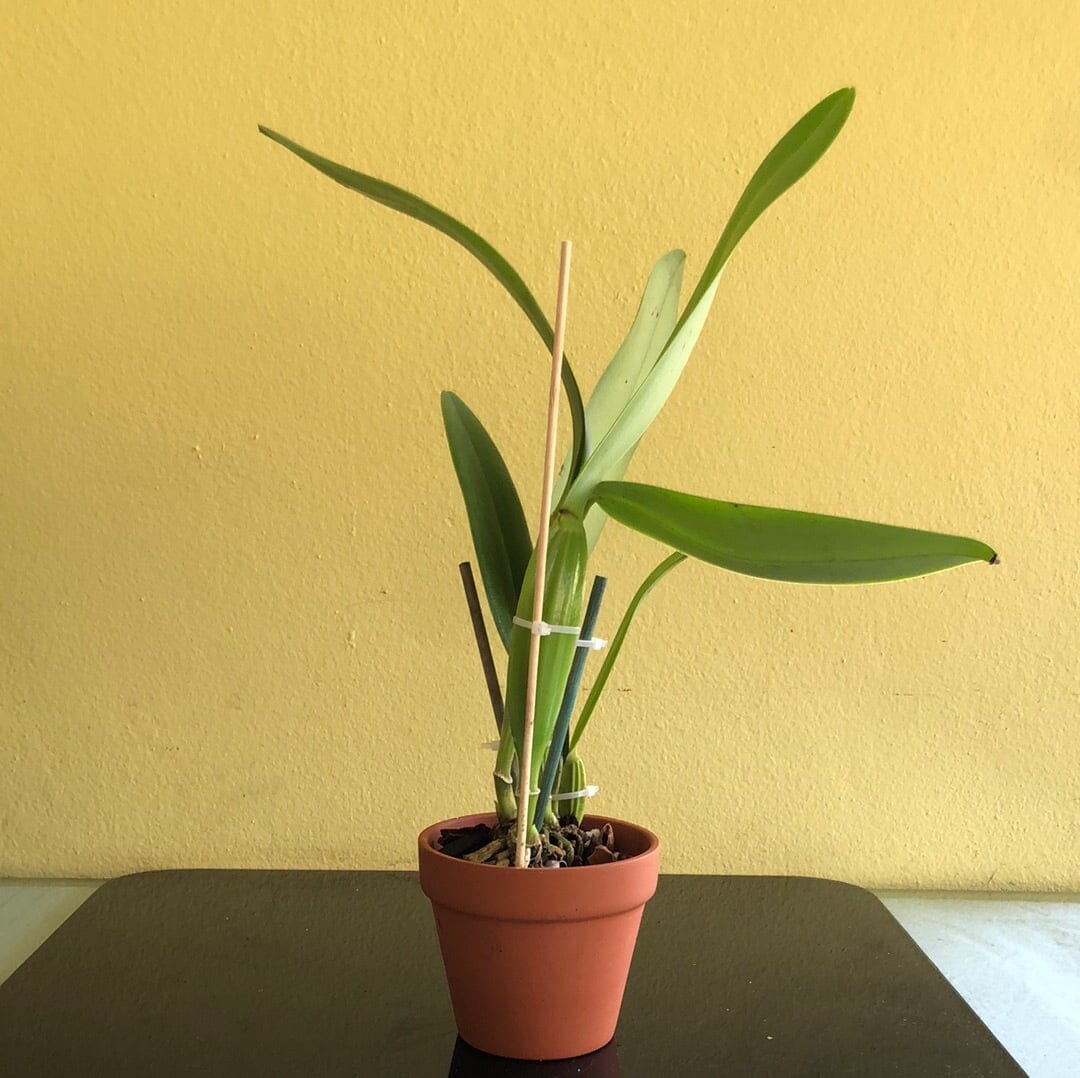 Cattleya warneri var. coerulea x Cattleya skinneri var. coerulea – La ...