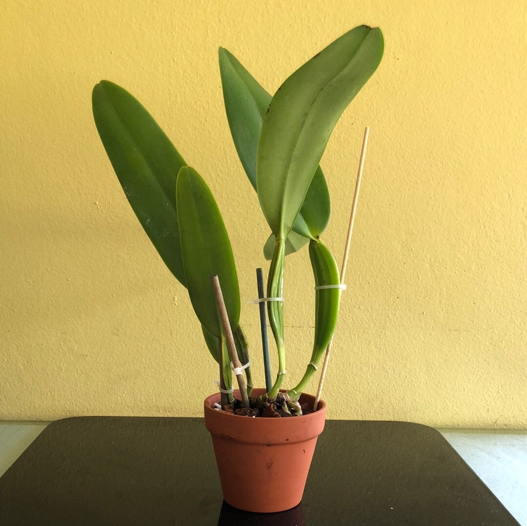 Cattleya warneri var. coerulea x Cattleya skinneri var. coerulea – La ...